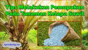 10 Tips Melakukan Pemupukan Pada Tanaman Kelapa Sawit