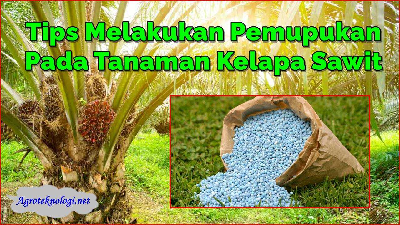 10 Tips Melakukan Pemupukan Pada Tanaman Kelapa Sawit