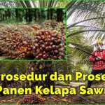 Inilah Prosedur dan Proses Panen Kelapa Sawit, Wajib Anda Tahu