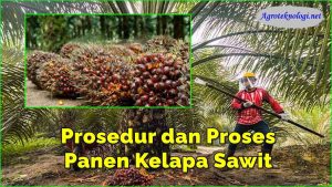 Inilah Prosedur dan Proses Panen Kelapa Sawit, Wajib Anda Tahu