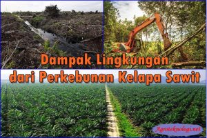 Pahami, Inilah 8 Dampak Lingkungan dari Perkebunan Kelapa Sawit