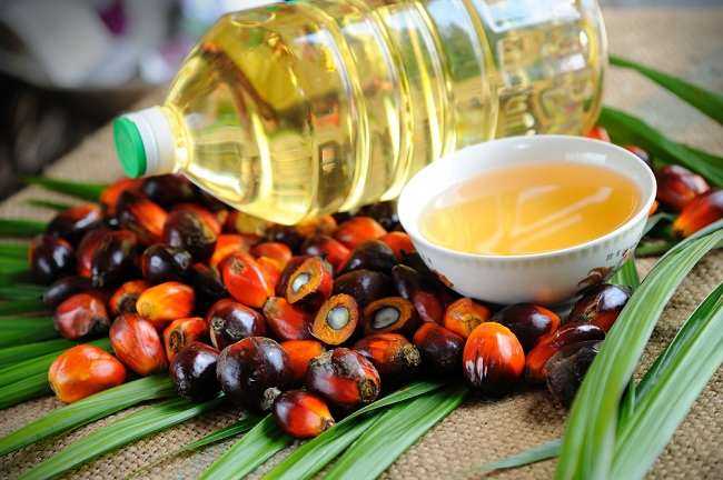 10 Manfaat Kelapa Sawit bagi Perekonomian Indonesia