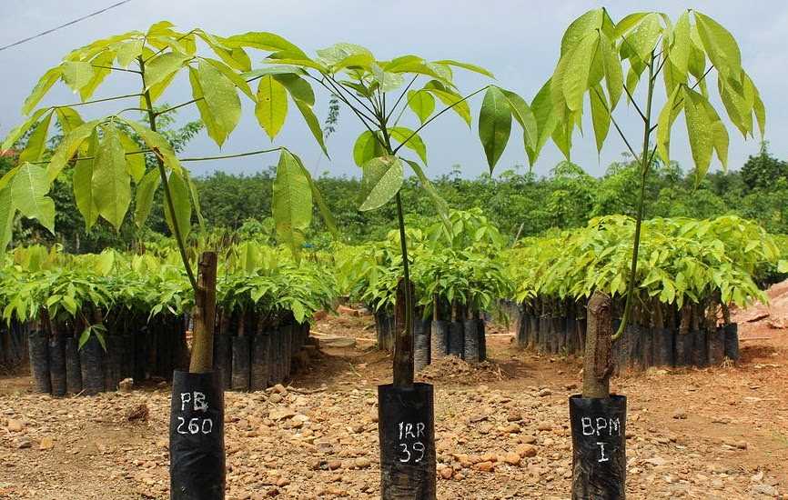 8 Cara Menanam Karet di Lahan Sempit Agar Tetap Subur