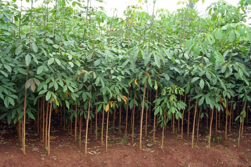 Cara Mempercepat Pertumbuhan Tanaman Karet dengan Efektif