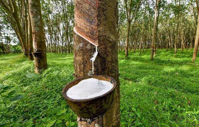 Faktor yang Mempengaruhi Kualitas Getah Karet di Pasaran