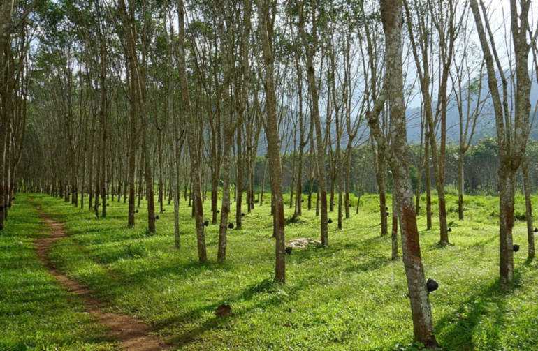 Keunggulan dan Kekurangan Budidaya Tanaman Karet