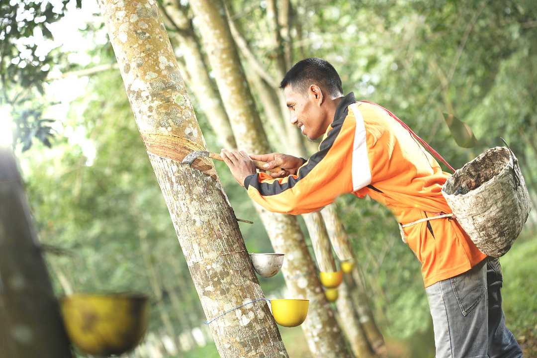 Langkah Mudah Menyadap Getah Karet yang Benar