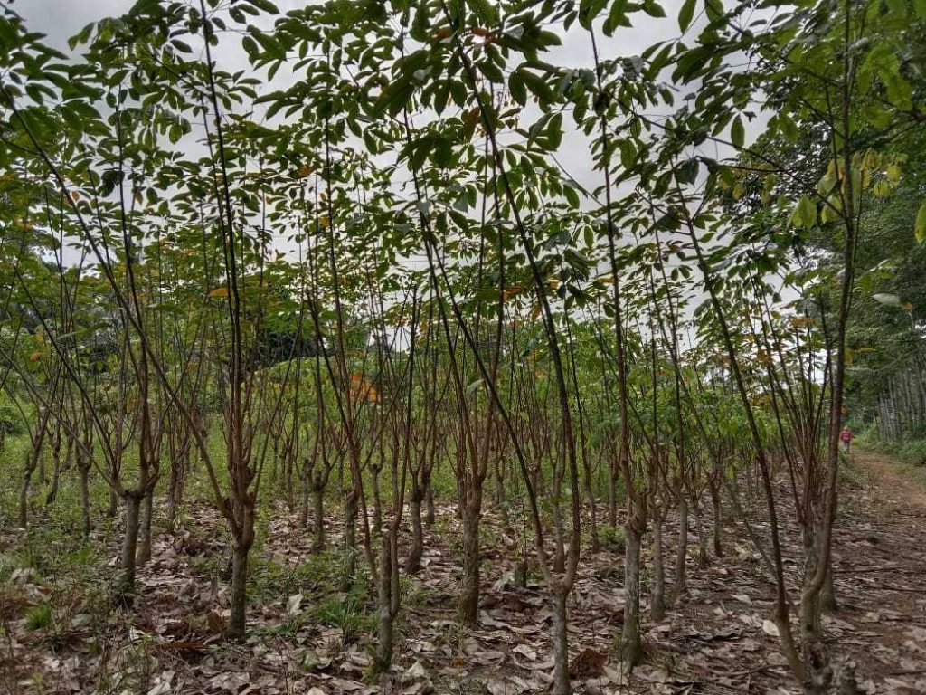 Pengaruh Pemangkasan pada Produktivitas Tanaman Karet