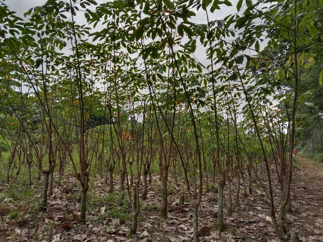 Pengaruh Pemangkasan pada Produktivitas Tanaman Karet