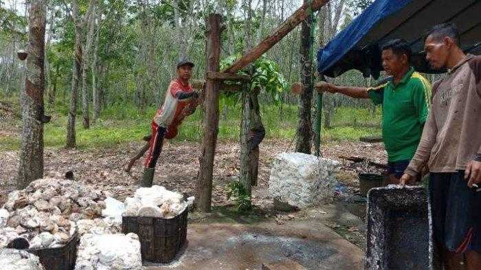 Tips Memanen Getah Karet dengan Teknik yang Tepat