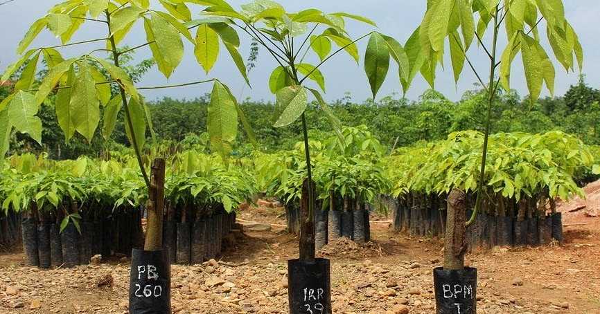 Tips Memilih Bibit Karet Berkualitas untuk Ditanam