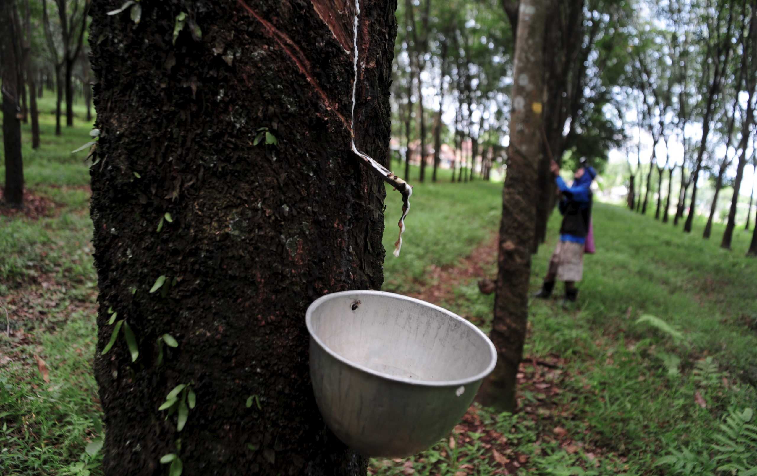 Cara Memilih Lokasi Tanam yang Cocok untuk Pohon Karet