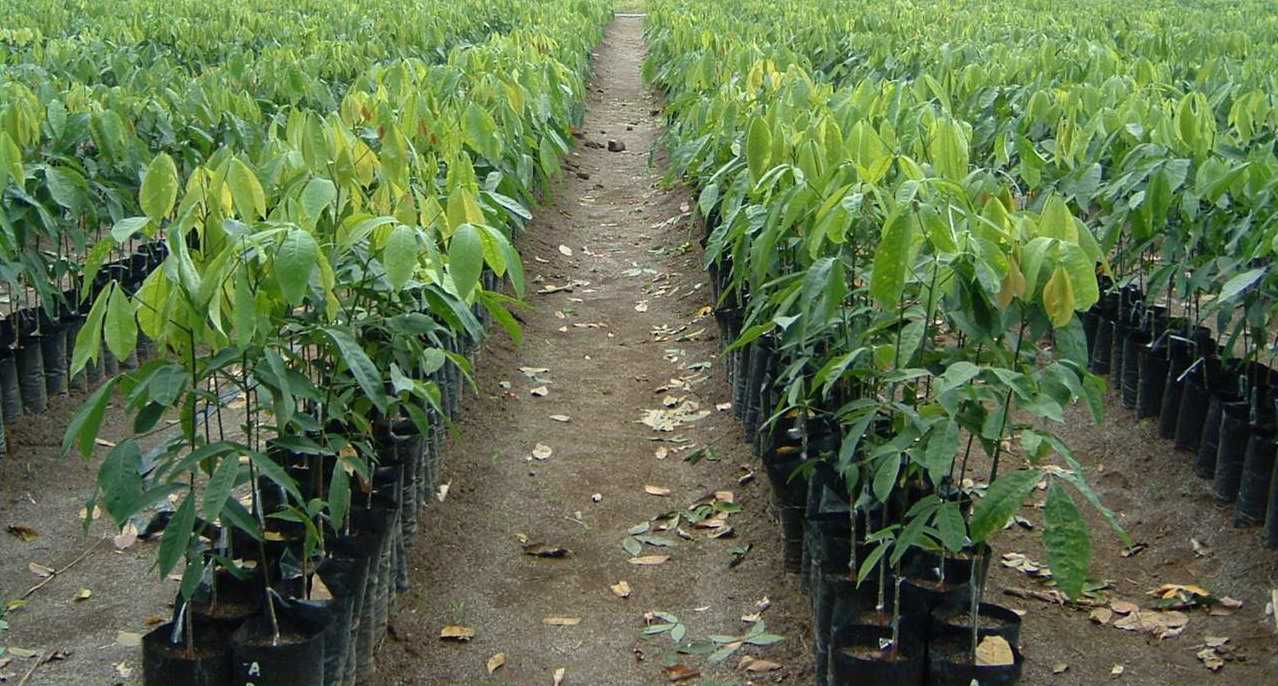 Cara Menanam Tanaman Karet Agar Cepat Tumbuh