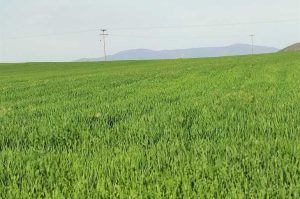 10 Cara Menjaga Kesehatan Tanaman Gandum dari Serangan Hama