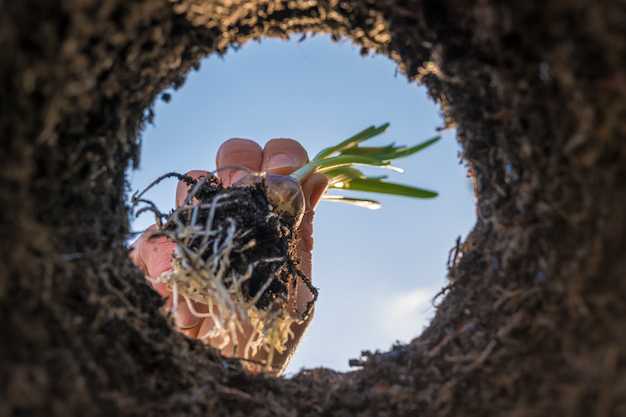 Inilah Peran Mikrobiota Tanah dalam Meningkatkan Hasil Gandum