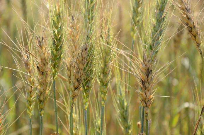 Apa Saja Faktor Penting dalam Keberhasilan Budidaya Gandum
