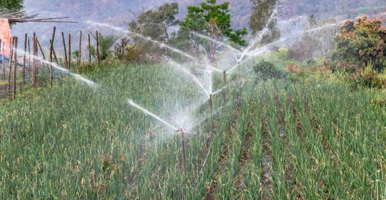 Teknik Irigasi untuk Tanaman Gandum