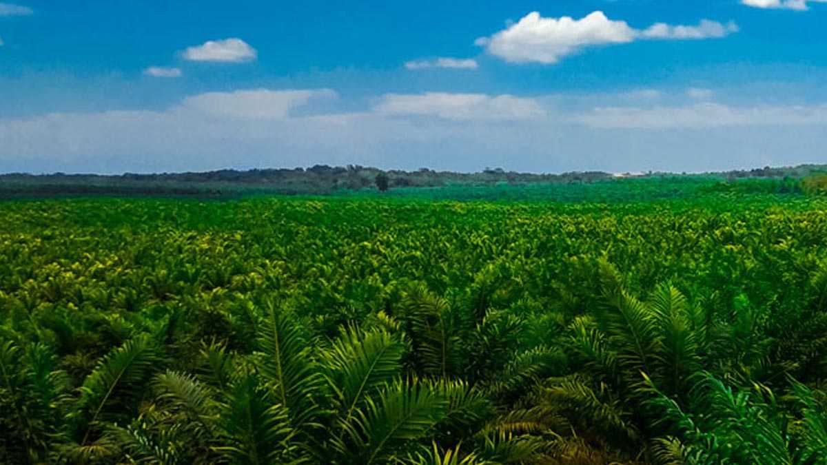 Inilah Teknologi Modern dalam Industri Kelapa Sawit