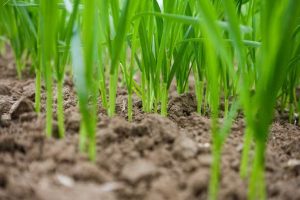 Inilah Pemupukan yang Tepat untuk Meningkatkan Hasil Gandum