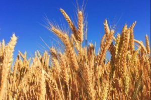 Inilah Perbedaan Gandum Organik dan Gandum Konvensional