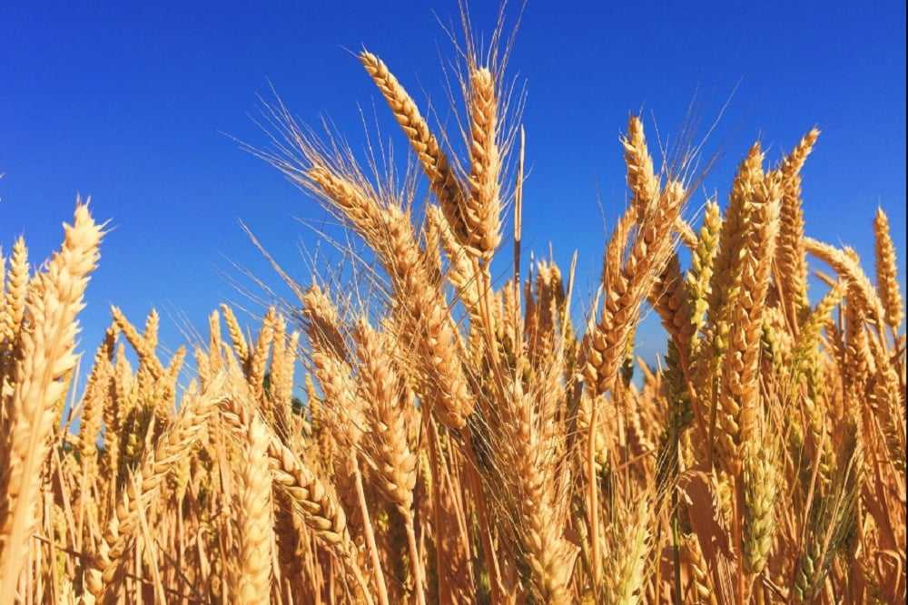 Inilah Perbedaan Gandum Organik dan Gandum Konvensional