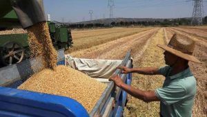 10 Cara Menyimpan Hasil Panen Gandum agar Tahan Lama