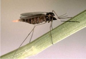 Jenis Hama yang Sering Menyerang Tanaman Gandum