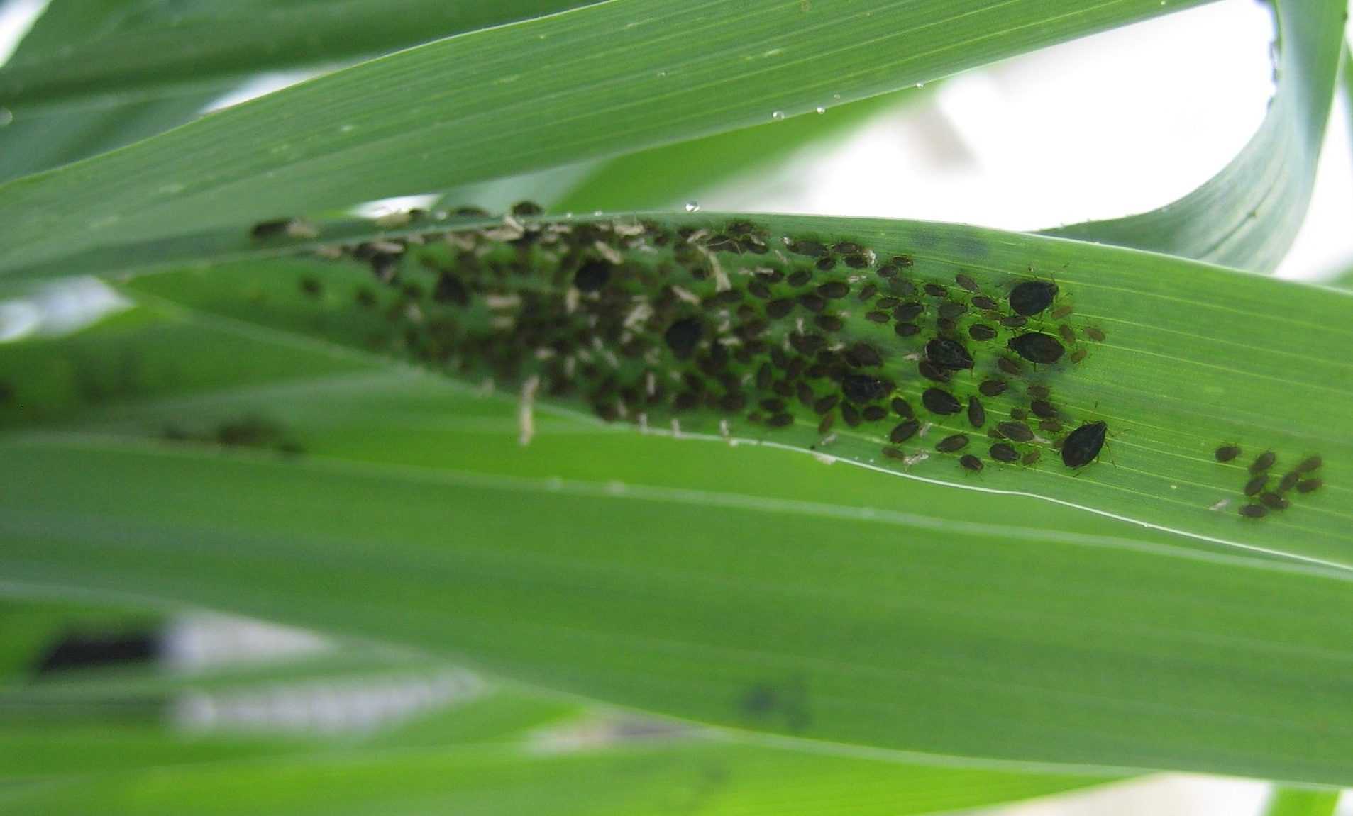 Jenis Hama Tanaman Gandum