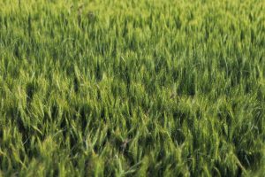 Langkah Mudah Menanam Gandum di Lahan Terbatas