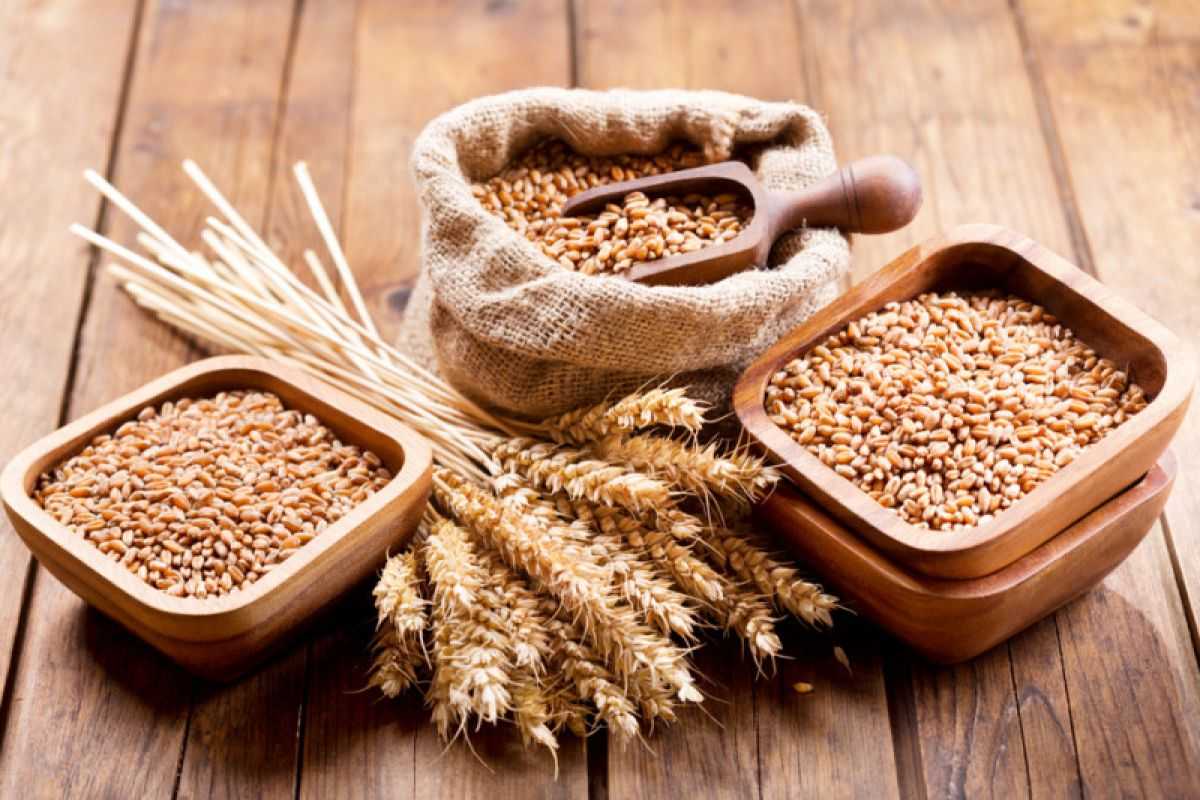 Apa Saja Peran Gandum dalam Ketahanan Pangan Global