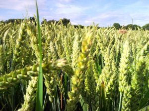 Apa Saja Keuntungan dan Tantangan dalam Usaha Budidaya Gandum