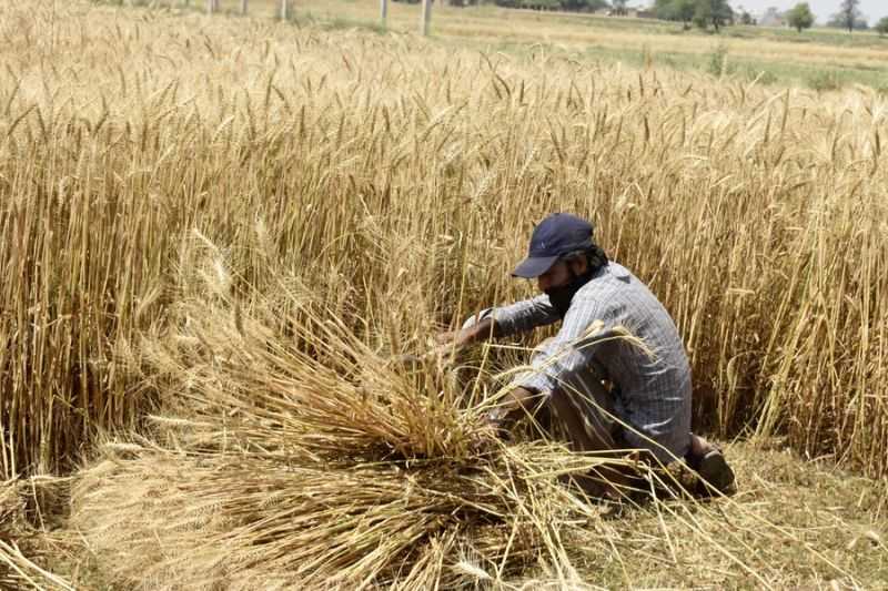 Keuntungan dan Tantangan dalam Usaha Budidaya Gandum