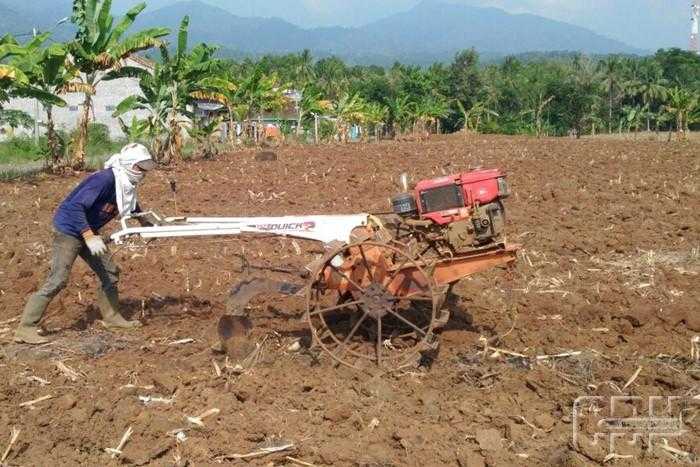 Cara Mengolah Tanah untuk Menanam Gandum