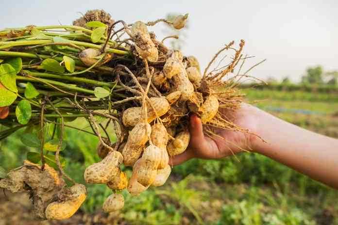 Teknik Pascapanen untuk Menjaga Kualitas Tanaman Kacang Tanah