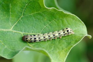 Hama yang Sering Menyerang Tanaman Kacang Tanah di Indonesia