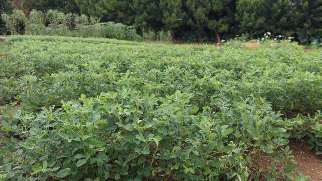Tahapan Pertumbuhan Tanaman Kacang Tanah dari Biji hingga Panen