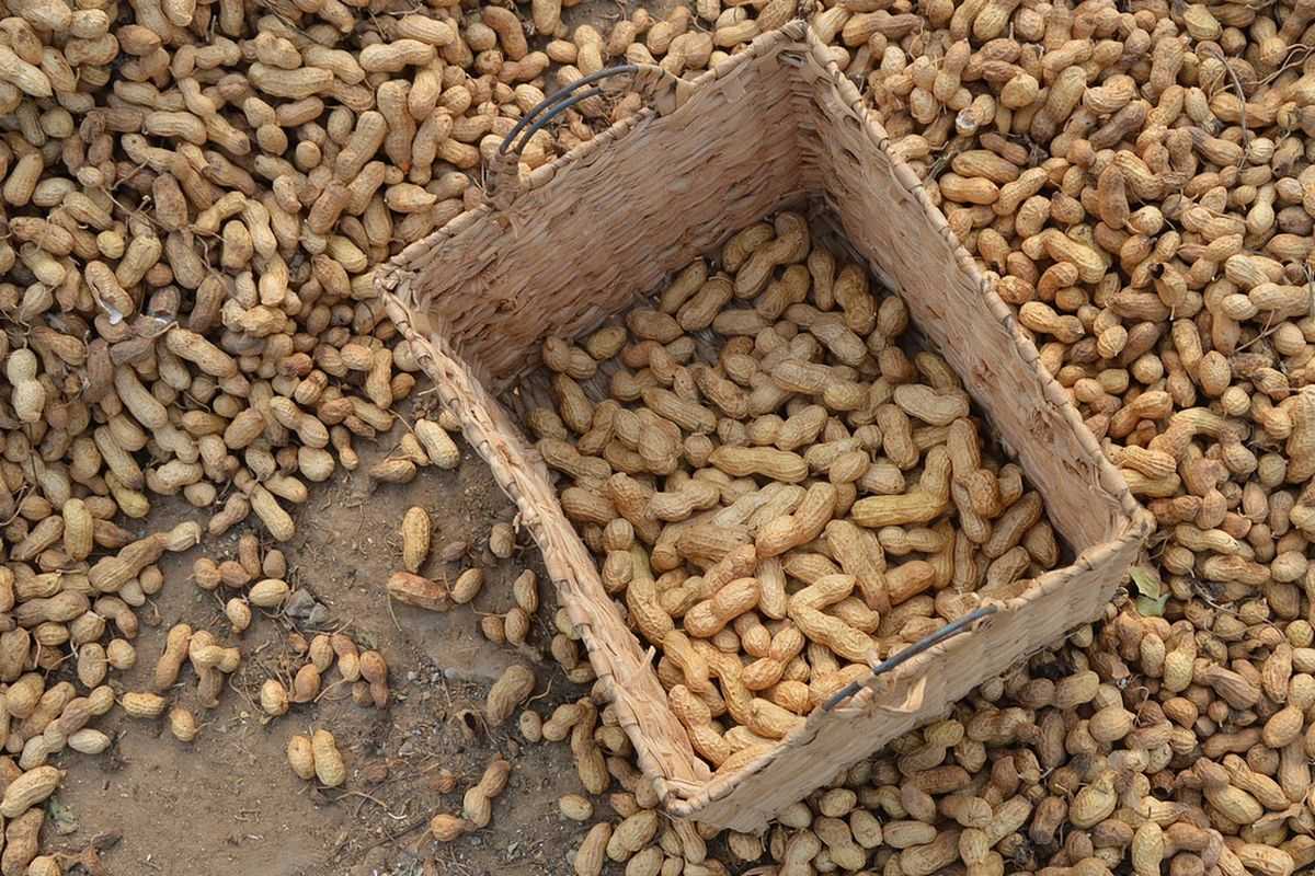 Teknik Pascapanen untuk Menjaga Kualitas Tanaman Kacang Tanah