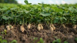 Peran Tanaman Kacang Tanah dalam Rotasi Tanaman Pangan Berkelanjutan