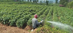 Dampak Penggunaan Pestisida Berlebihan terhadap Kualitas Tanaman Kentang