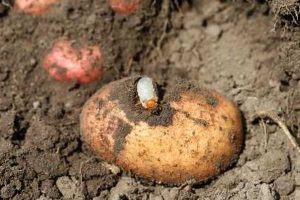 Cara Efektif Mencegah Serangan Hama pada Tanaman Kentang