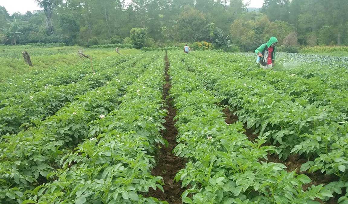Faktor Penting yang Menentukan Keberhasilan Budidaya Kentang Organik
