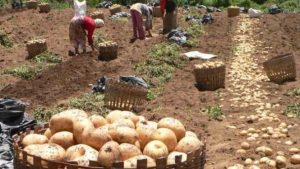 Perbandingan Pertumbuhan Kentang di Lahan Vulkanik dan Non Vulkanik