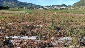 Cara Mengatasi Penyakit Daun Layu pada Tanaman Kentang Secara Alami