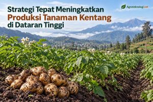 Strategi Tepat Meningkatkan Produksi Tanaman Kentang