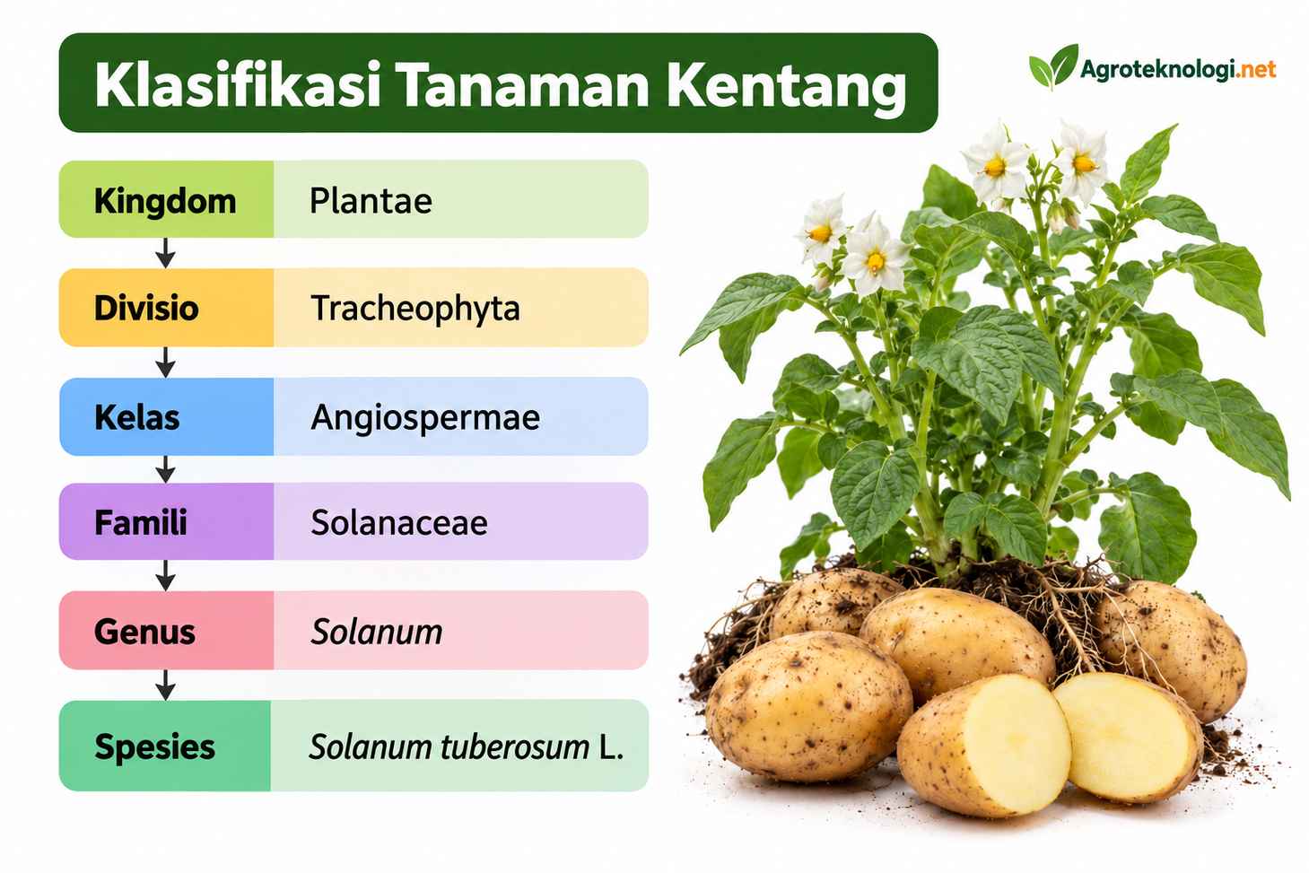 Klasifikasi Tanaman Kentang